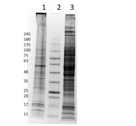 SDS-PAGE Results of A-172 Whole Cell Lysate.<br />Lane 1: A-172 Whole Cell Lysate Non-Reduced [10 μg].<br />Lane 2: Opal Prestained Molecular Weight Marker.<br />Lane 3: A-172 Whole Cell Lysate Reduced [10 μg].<br />4-20% gel, coomassie stained.